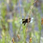 Insect Beauty