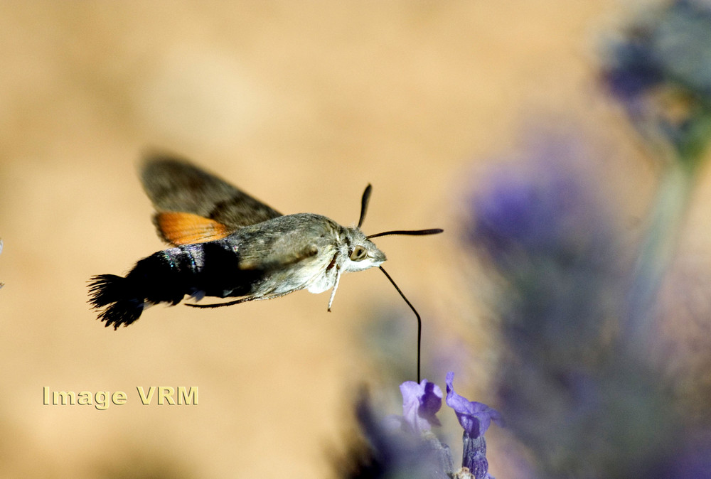 Insect de Provence