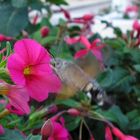 Insect
