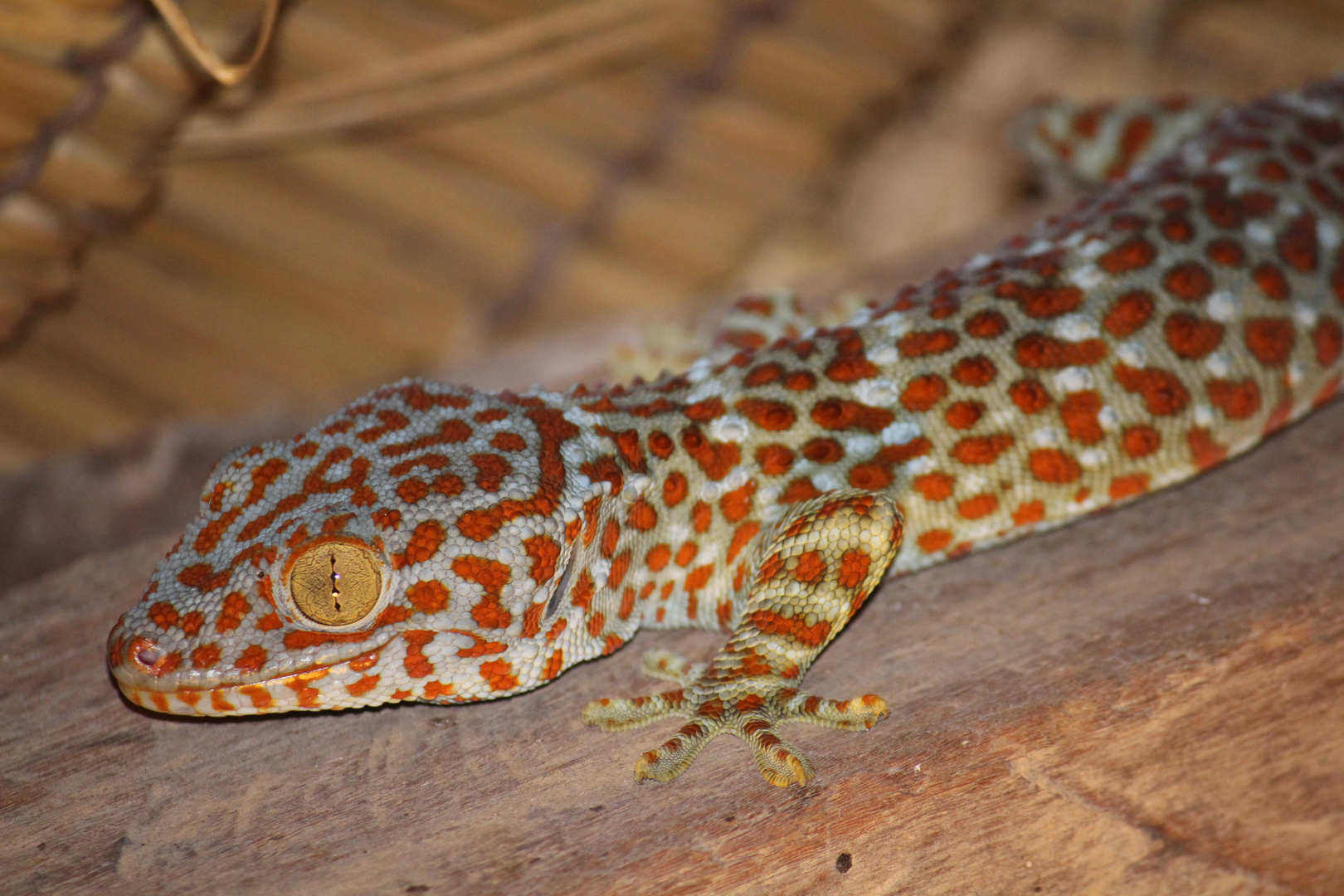 Insect Hunter (Tokay Gecko)