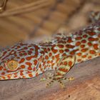 Insect Hunter (Tokay Gecko)