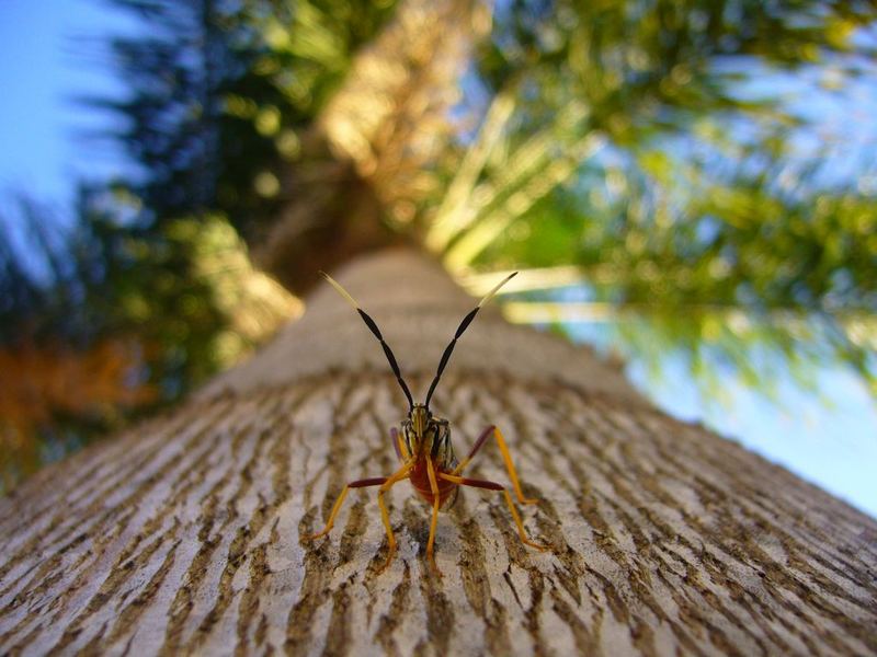 Insect in the Palmtree