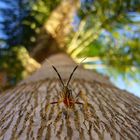 Insect in the Palmtree