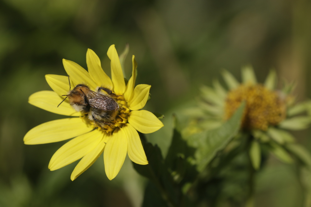 Insect on a flower