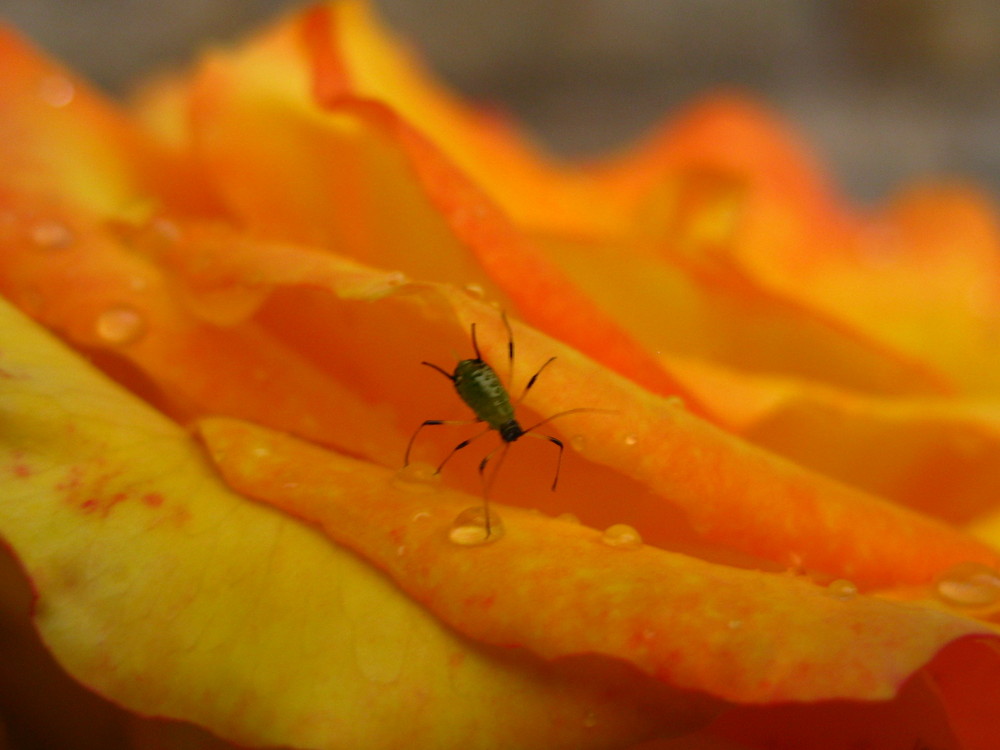 Insect on a flower