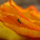 Insect on a flower