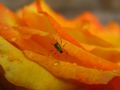 Insect on a flower by Junot Lasher 