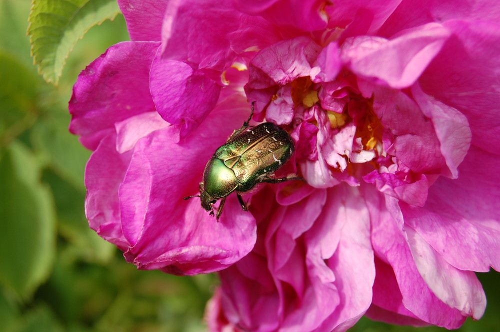 Insect on Flower