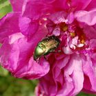 Insect on Flower