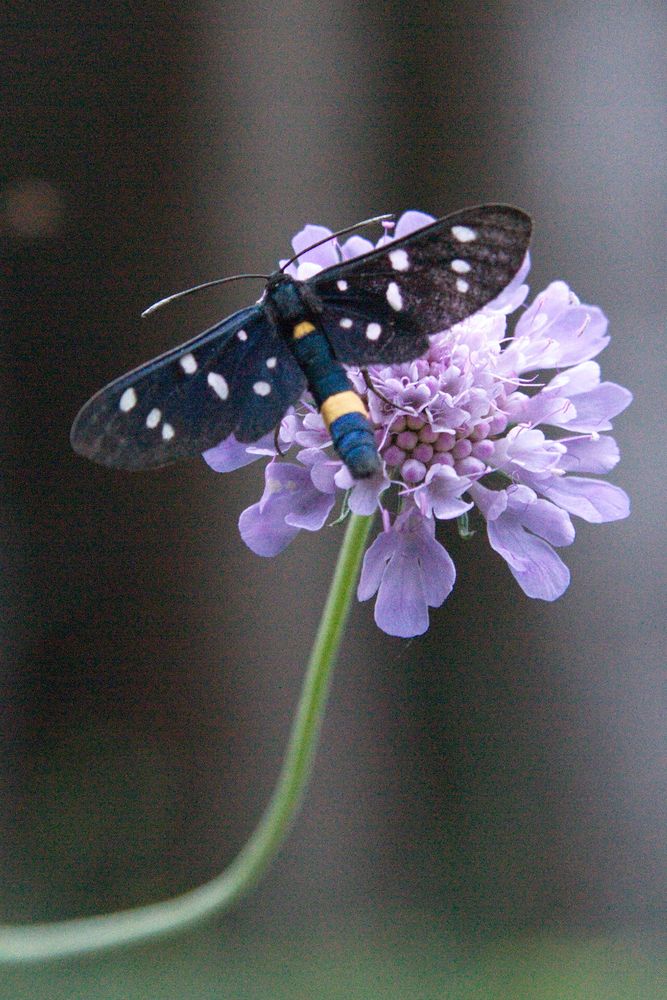 Insect on flower