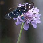 Insect on flower