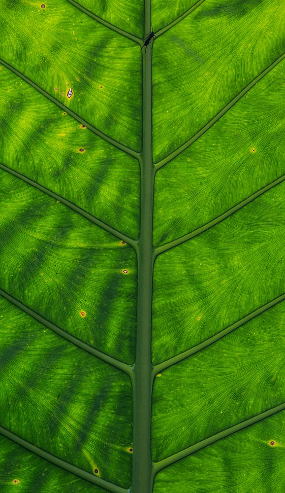 [ … insect on green leaf ]