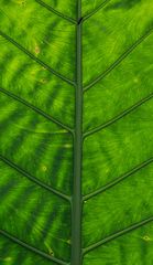 [ … insect on green leaf ]