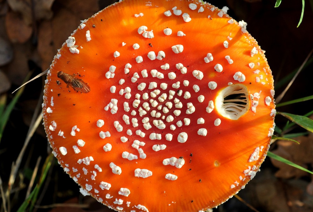 insect on mushroom