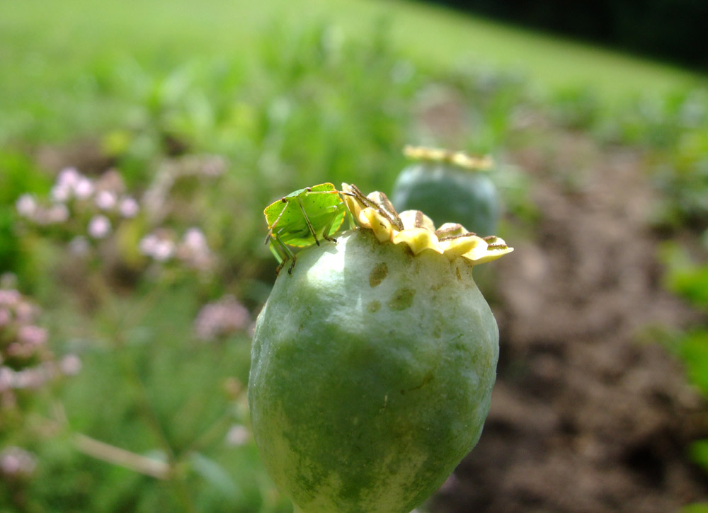 Insect on poppy pod