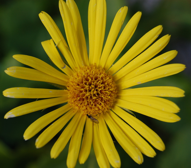 Insect on yellow Flower