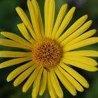 Insect on yellow Flower