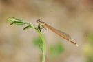 insecte de le méhauté 