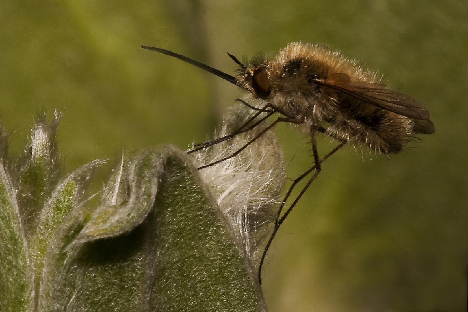 Insecte à trompe