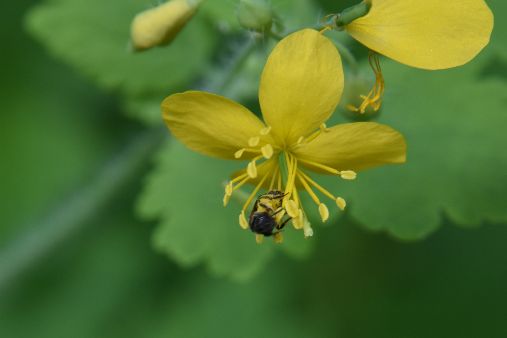 Insecte butineur sur fleur de plantain