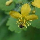 Insecte butineur sur fleur de plantain