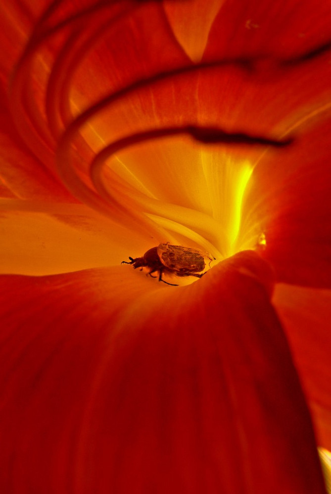 insecte dans la fournaise!