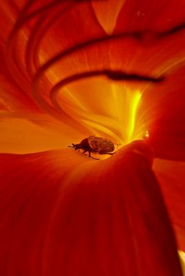 insecte dans la fournaise!