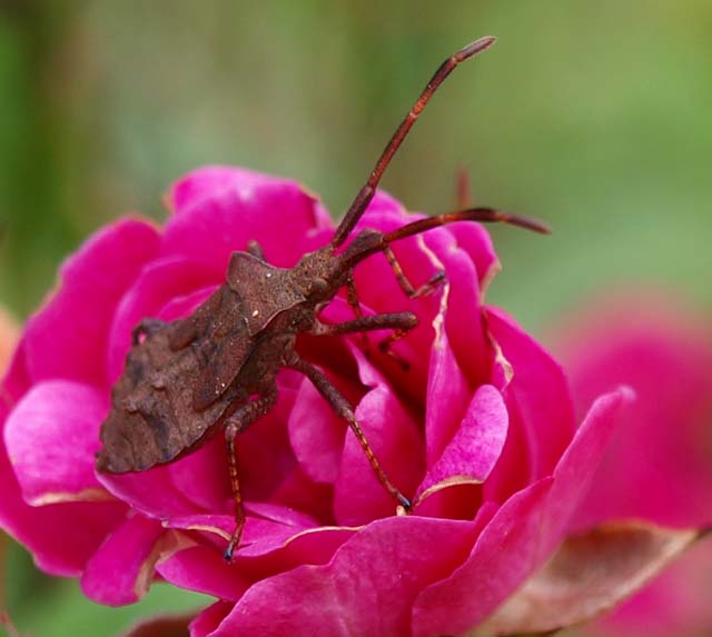 Insecte de la rose miniature