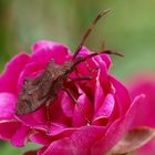 Insecte de la rose miniature