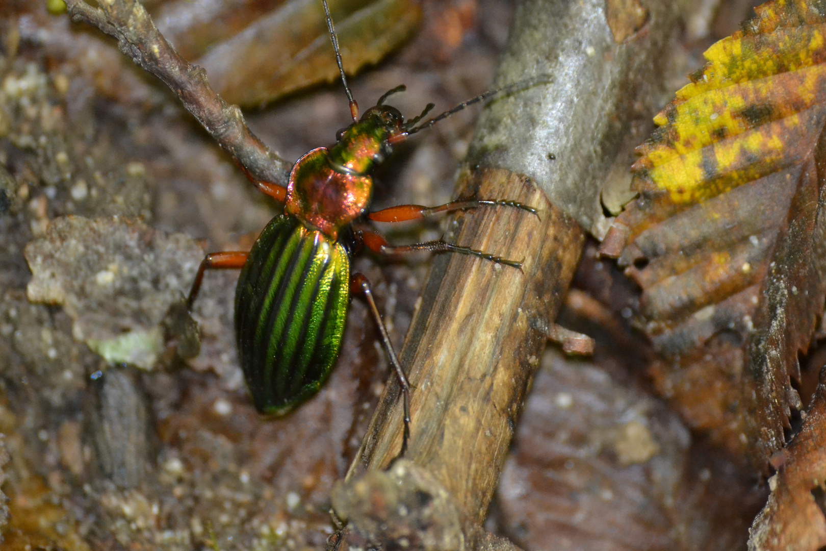 insecte des bois