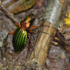 insecte des bois