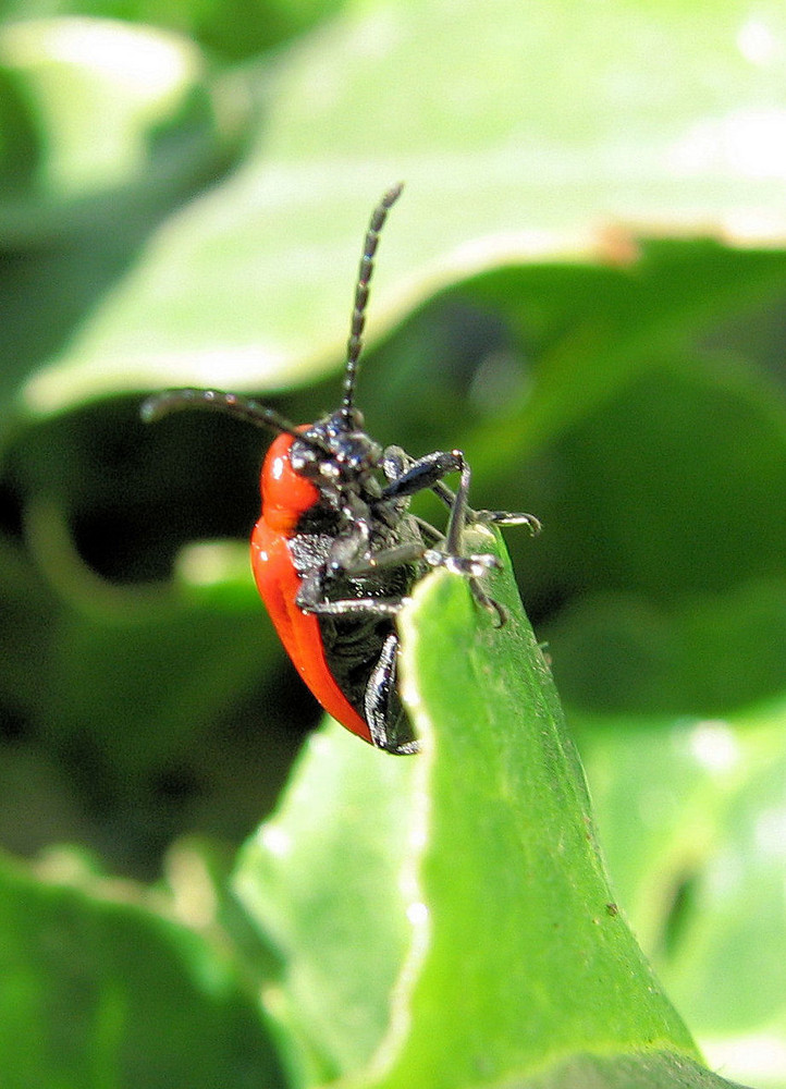 insecte du jardin