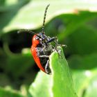 insecte du jardin