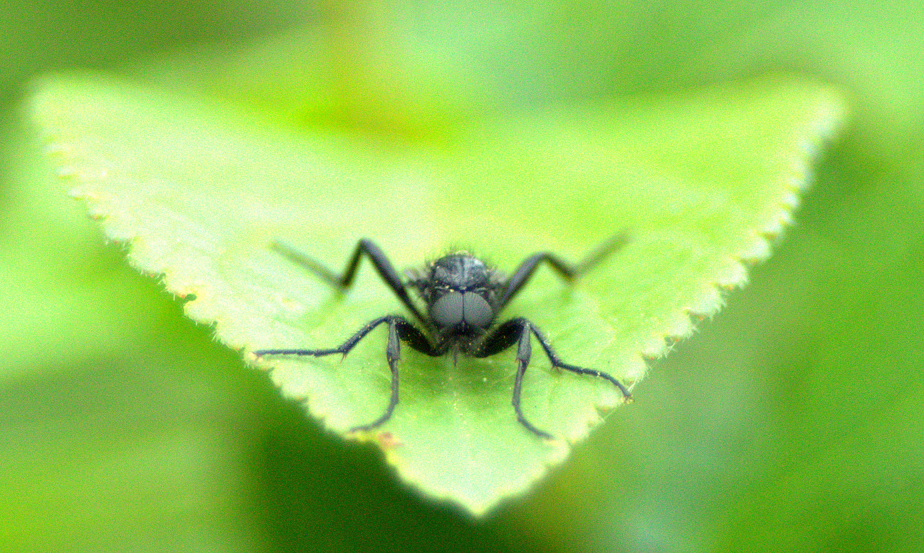 insecte du jardin