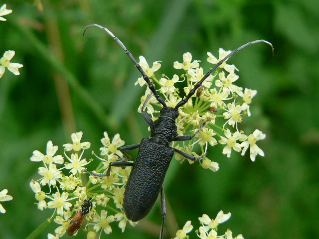 insecte du marais poitevin