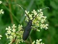 insecte du marais poitevin de flavy 