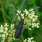 insecte du marais poitevin