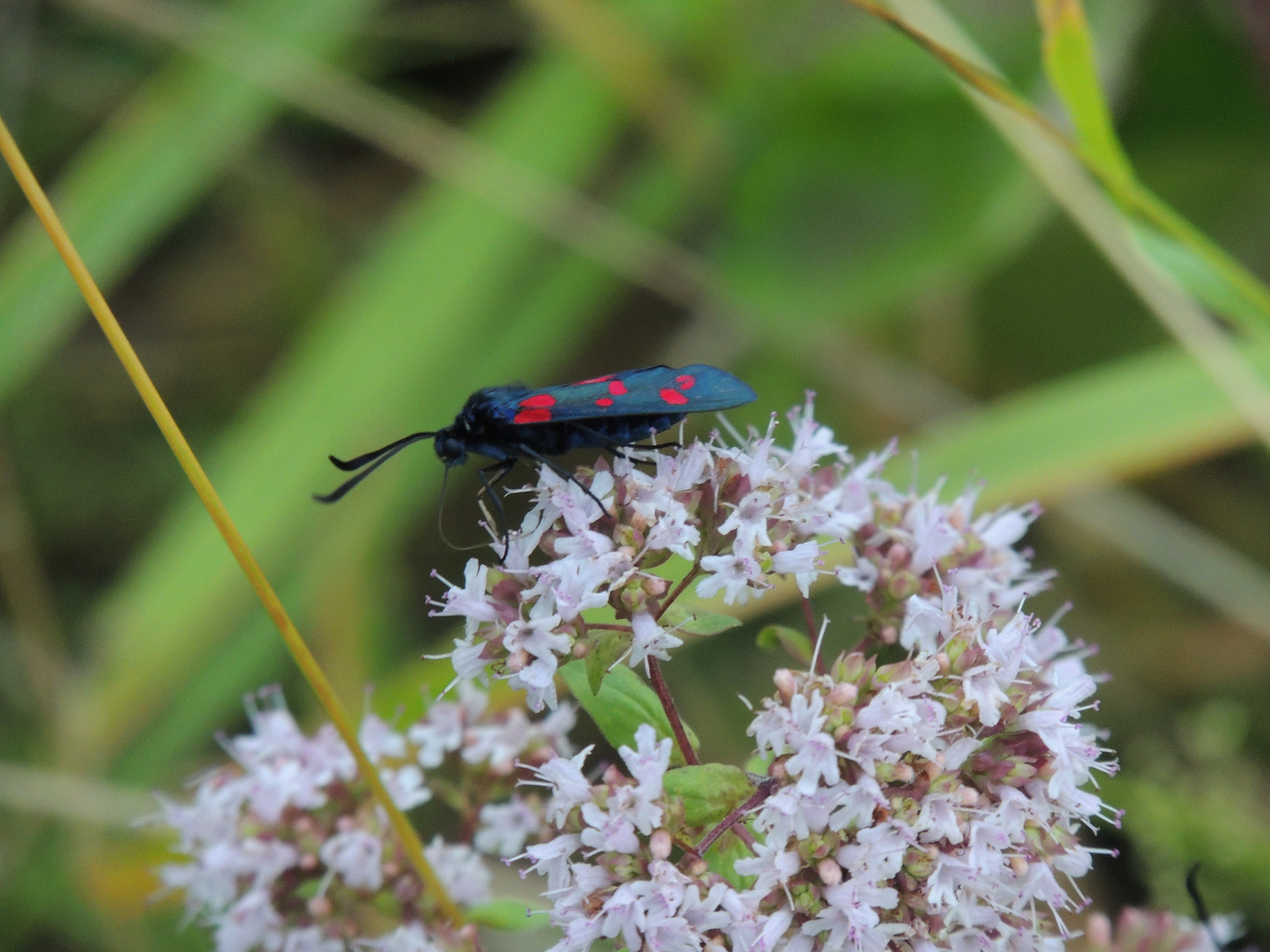 insecte du vercors 2