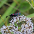 insecte du vercors 2