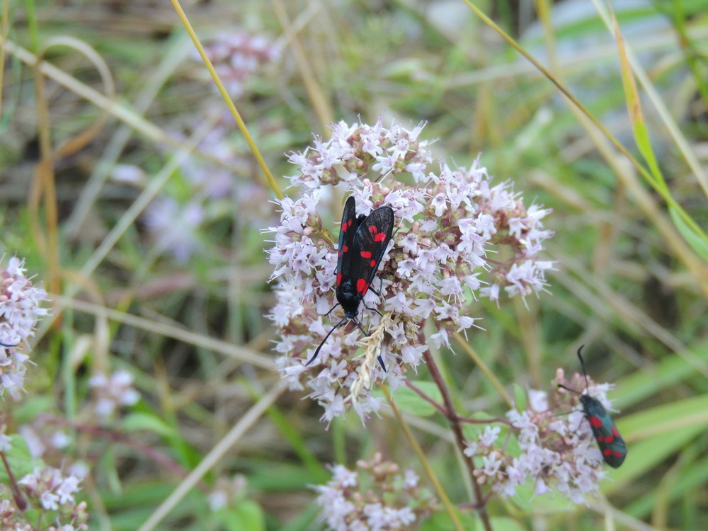 insecte du vercors