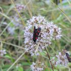 insecte du vercors