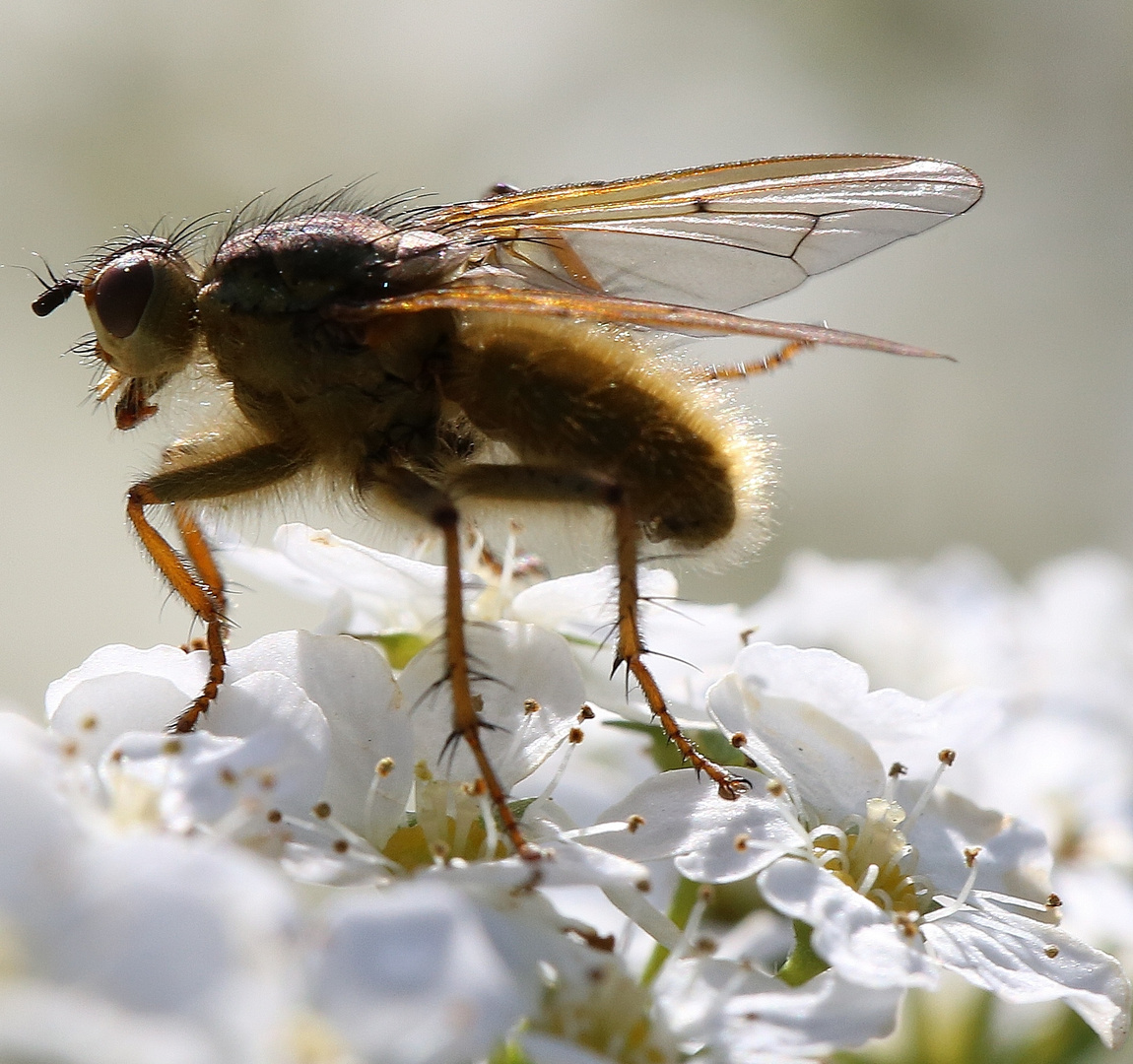 Insecte en pleine récolte