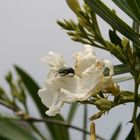 Insecte et fleur de laurier