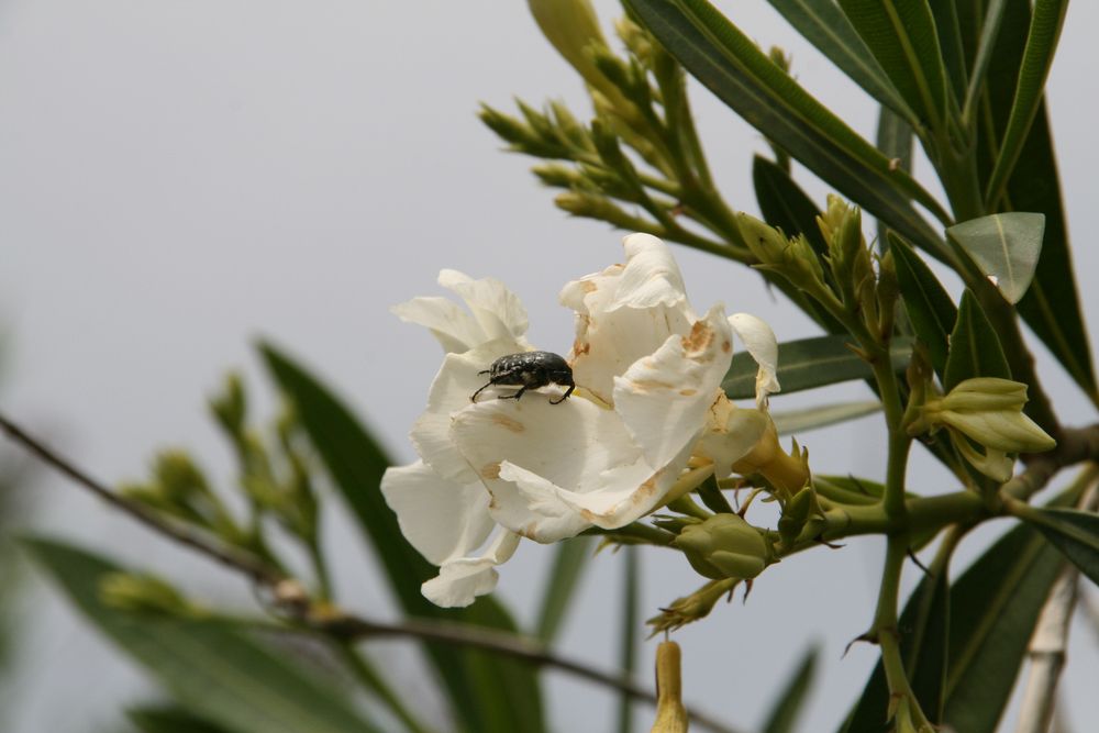 Insecte et fleur de laurier