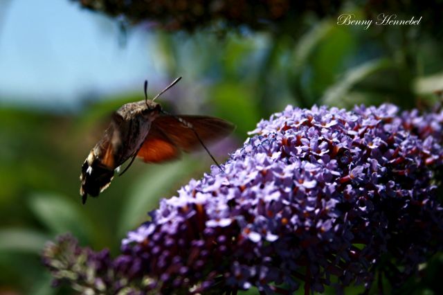 Insecte et Violet