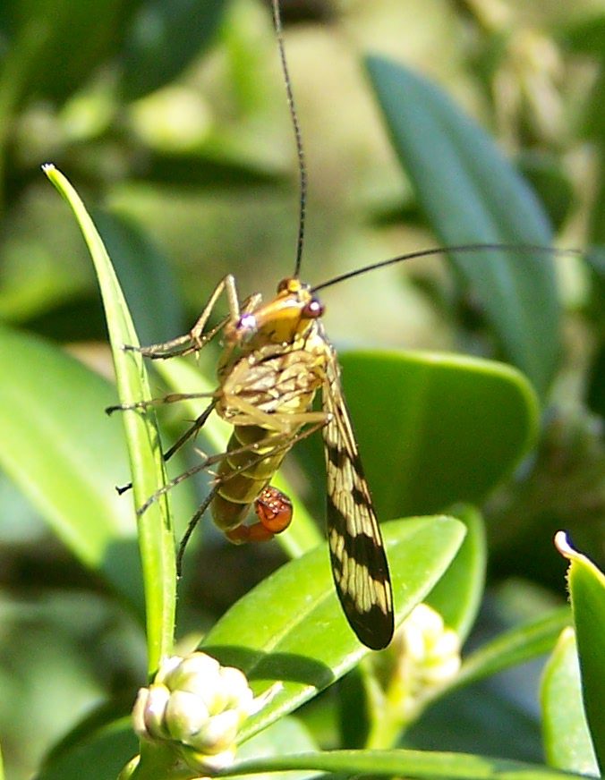 insecte inconnu