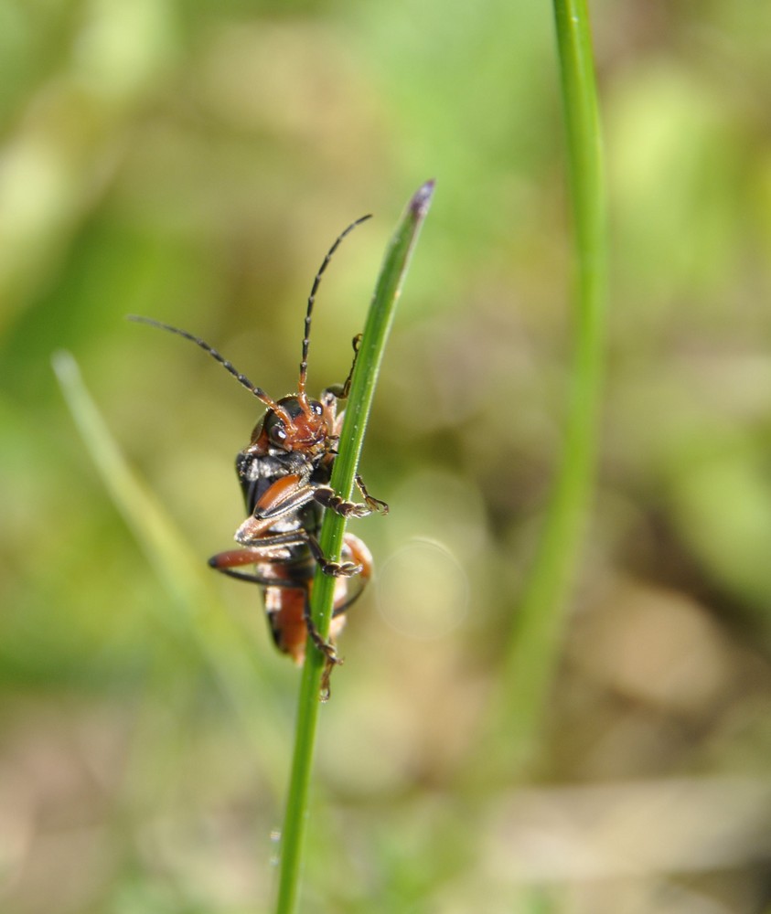 insecte macro