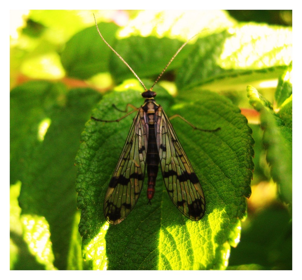 insecte! mais lequel?