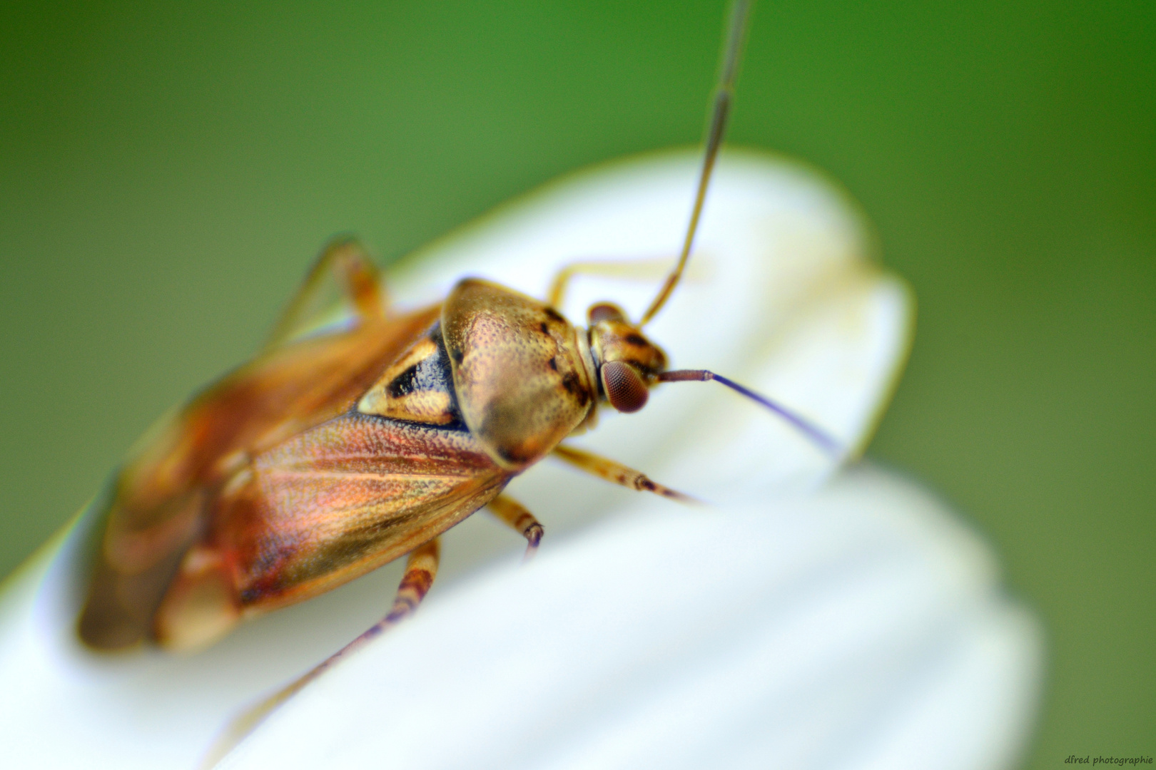 Insecte marron