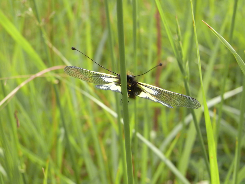 insecte sur brin d herbe